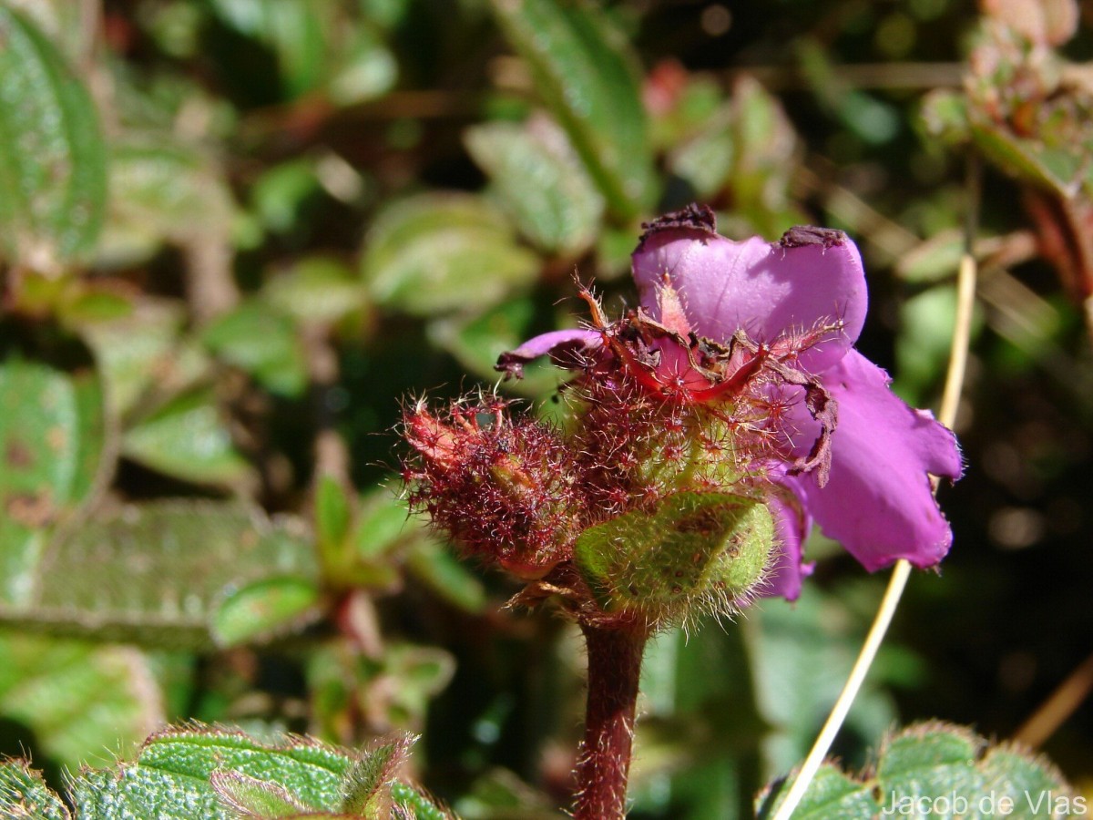 Osbeckia rubicunda Arn.